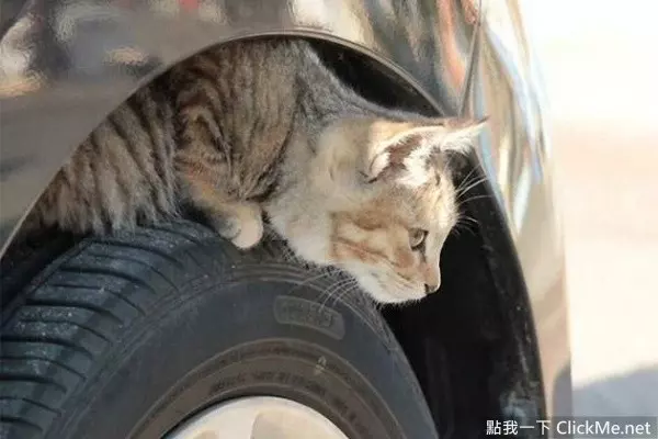 《開車前必做的4件事》簡單舉動能拯救無數條貓狗的性命!