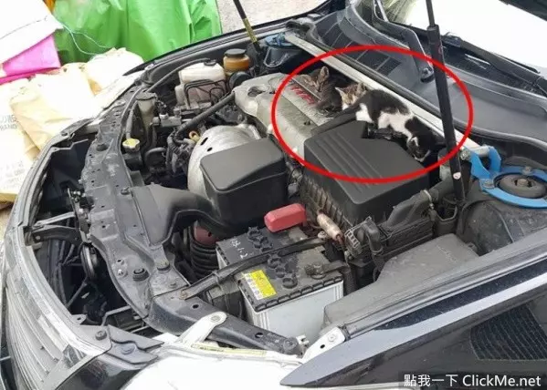 《開車前必做的4件事》簡單舉動能拯救無數條貓狗的性命!