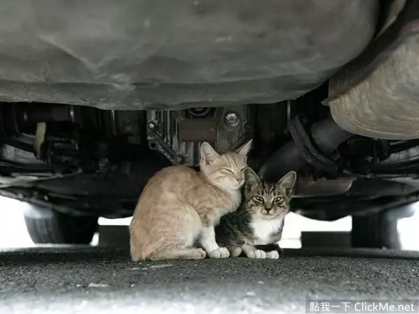 《開車前必做的4件事》簡單舉動能拯救無數條貓狗的性命!