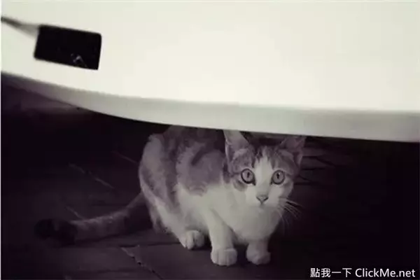 《開車前必做的4件事》簡單舉動能拯救無數條貓狗的性命!