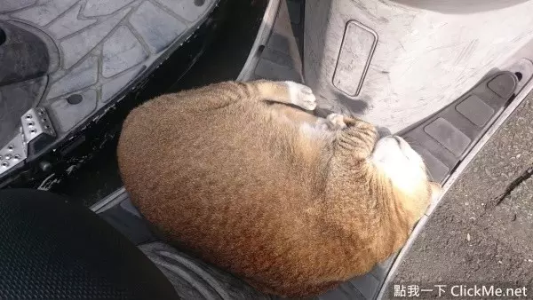 《開車前必做的4件事》簡單舉動能拯救無數條貓狗的性命!