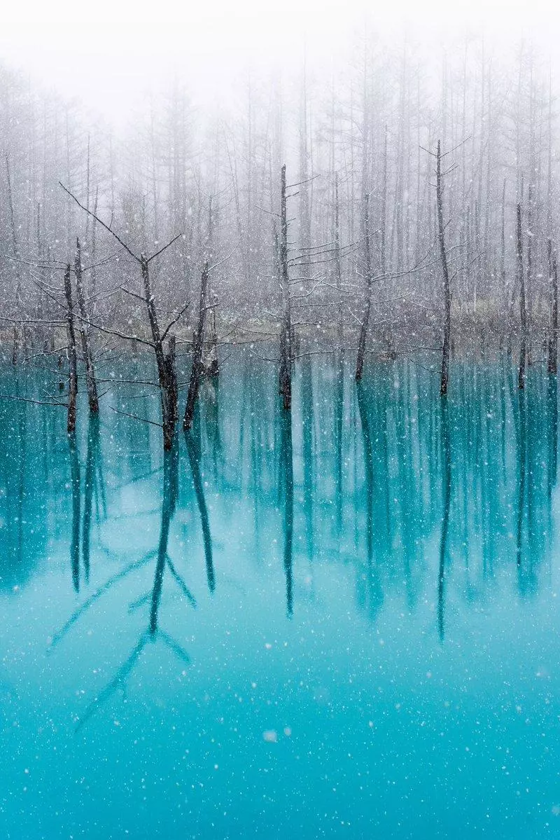 北海道青池初落雪美到不似人間 一到夜晚瞬間「變成魔幻風景」