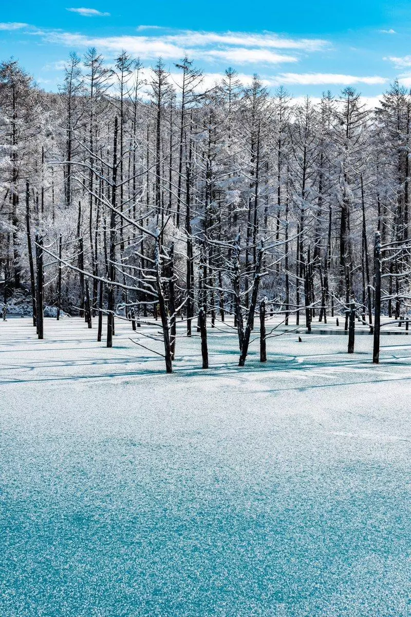 北海道青池初落雪美到不似人間 一到夜晚瞬間「變成魔幻風景」