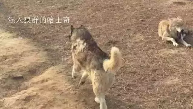 小老虎和二哈一同長大,如今每天被哈士奇騷擾,二哈:這貓真好玩