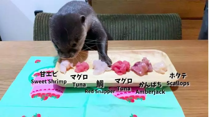 水獺慶祝1歲生日「眼前是生魚片大餐」 表情超嗨:我全嗑了~