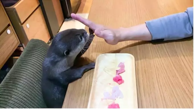 水獺慶祝1歲生日「眼前是生魚片大餐」 表情超嗨:我全嗑了~