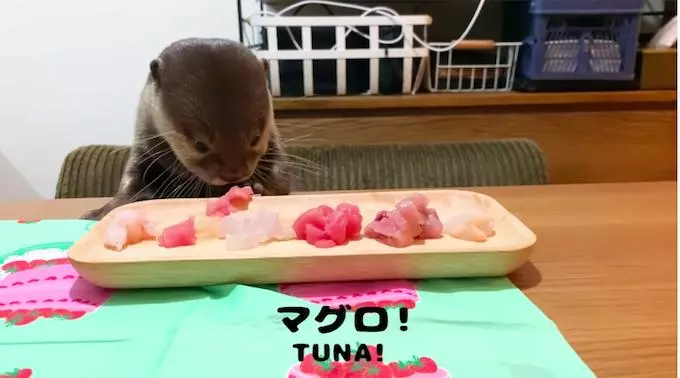 水獺慶祝1歲生日「眼前是生魚片大餐」 表情超嗨:我全嗑了~