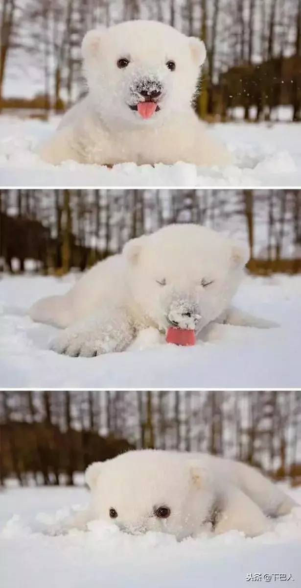 24隻動物第一次見到雪,表情亮了!