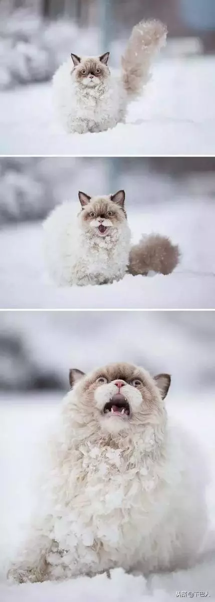 24隻動物第一次見到雪,表情亮了!