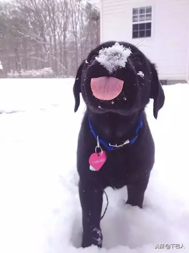 24隻動物第一次見到雪,表情亮了!