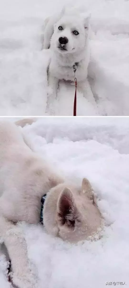 24隻動物第一次見到雪,表情亮了!