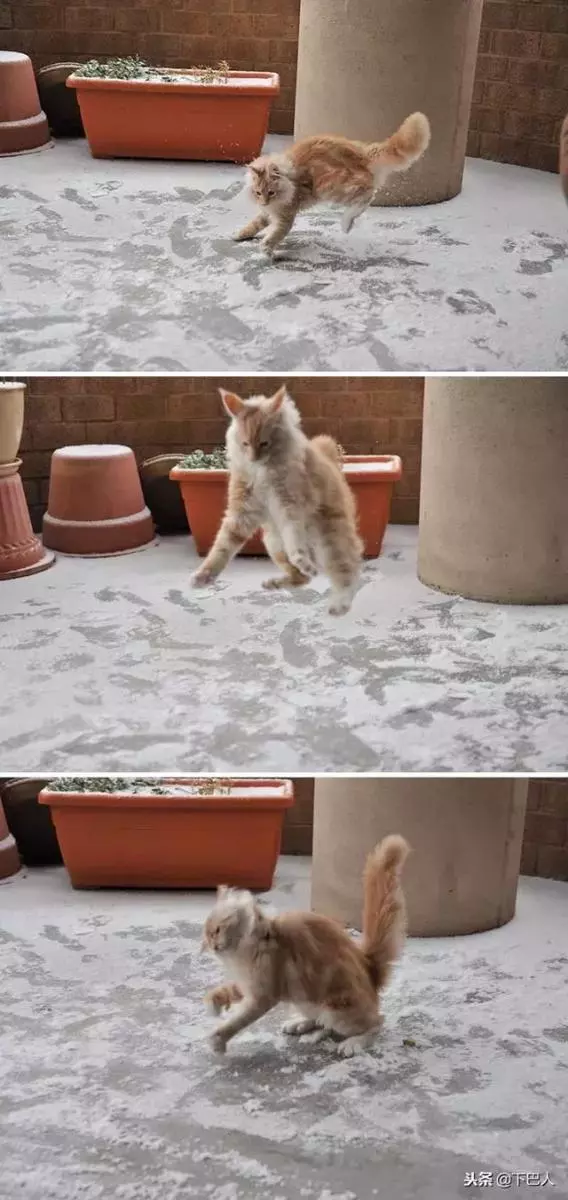 24隻動物第一次見到雪,表情亮了!