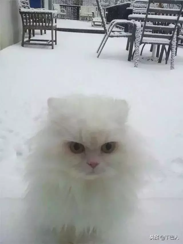 24隻動物第一次見到雪,表情亮了!