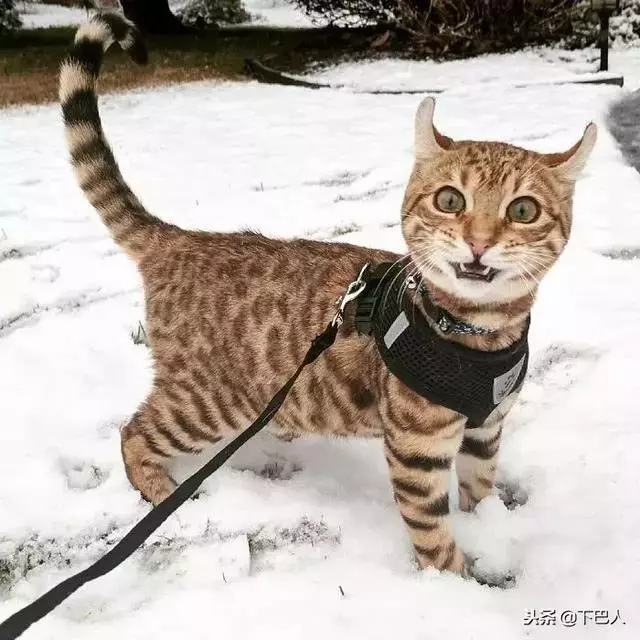 24隻動物第一次見到雪,表情亮了!