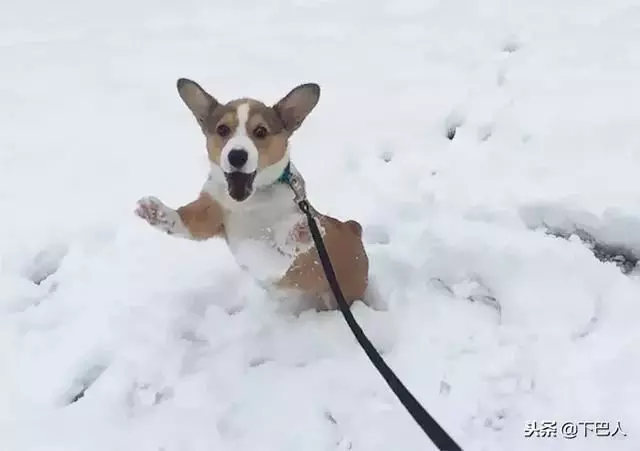 24隻動物第一次見到雪,表情亮了!