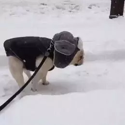 24隻動物第一次見到雪,表情亮了!