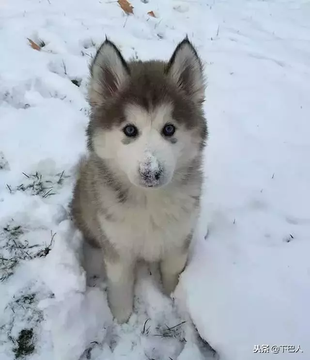 24隻動物第一次見到雪,表情亮了!