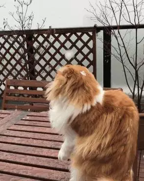 24隻動物第一次見到雪,表情亮了!