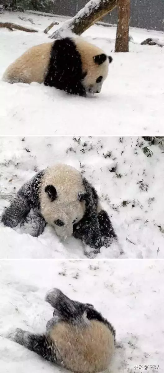24隻動物第一次見到雪,表情亮了!