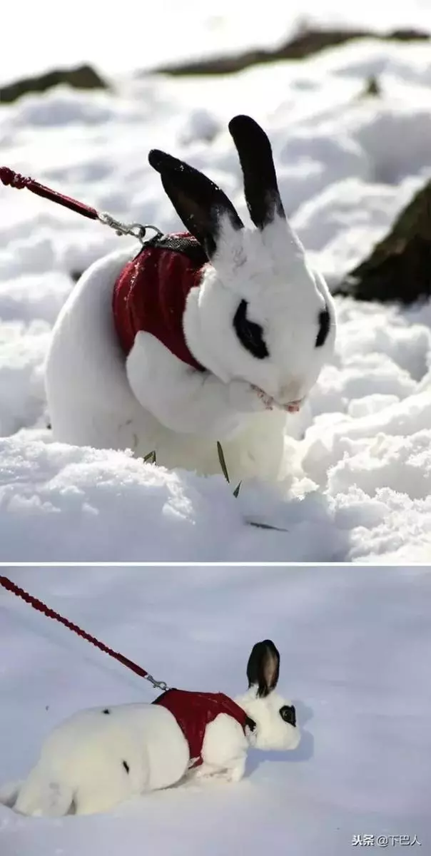 24隻動物第一次見到雪,表情亮了!
