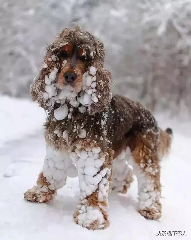 24隻動物第一次見到雪,表情亮了!