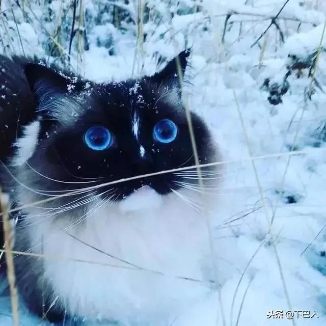 24隻動物第一次見到雪,表情亮了!