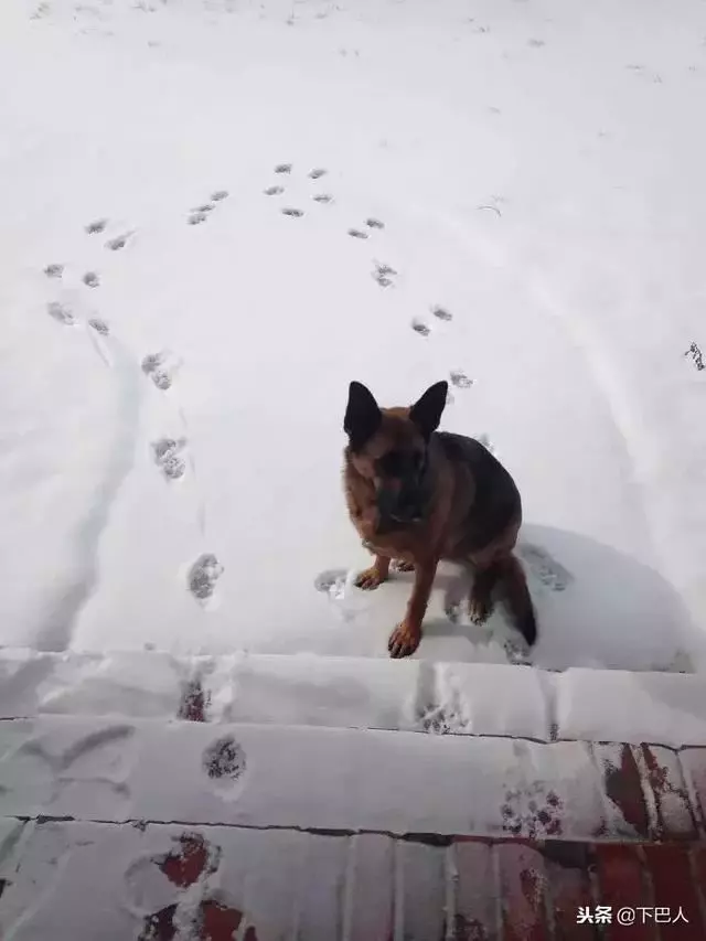 24隻動物第一次見到雪,表情亮了!