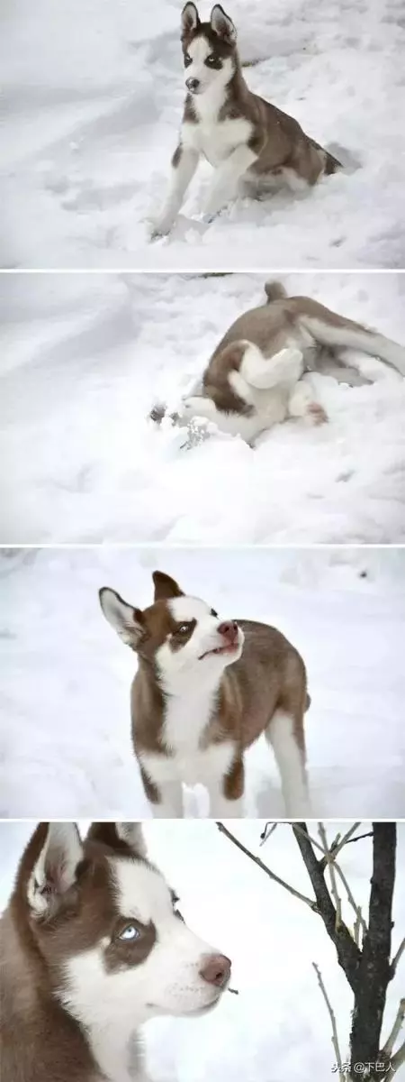 24隻動物第一次見到雪,表情亮了!