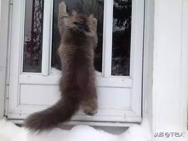 24隻動物第一次見到雪,表情亮了!