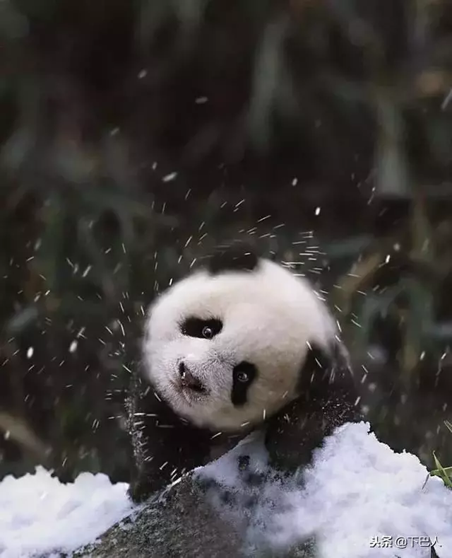 24隻動物第一次見到雪,表情亮了!