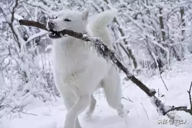 24隻動物第一次見到雪,表情亮了!