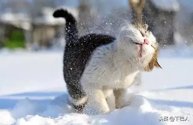 24隻動物第一次見到雪,表情亮了!