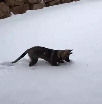 24隻動物第一次見到雪,表情亮了!