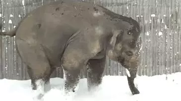 24隻動物第一次見到雪,表情亮了!