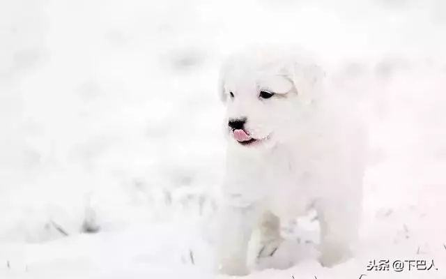 24隻動物第一次見到雪,表情亮了!