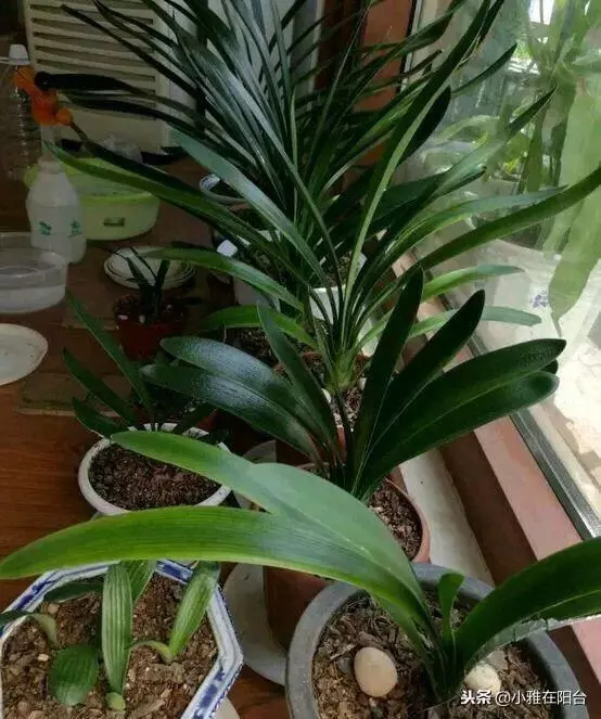 橘子皮別扔了,丟一些在盆里,變成萬能肥,養什麼花兒都長勢旺!