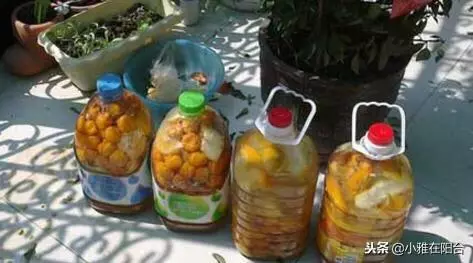 橘子皮別扔了,丟一些在盆里,變成萬能肥,養什麼花兒都長勢旺!