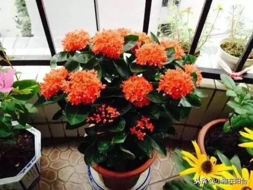 橘子皮別扔了,丟一些在盆里,變成萬能肥,養什麼花兒都長勢旺!
