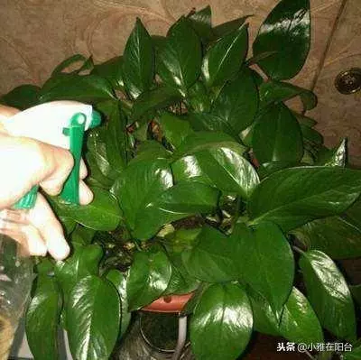 橘子皮別扔了,丟一些在盆里,變成萬能肥,養什麼花兒都長勢旺!