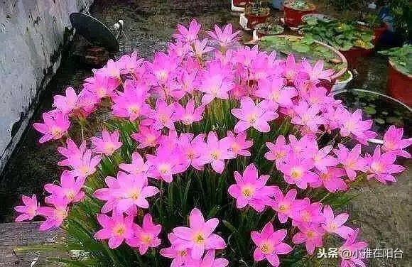 橘子皮別扔了,丟一些在盆里,變成萬能肥,養什麼花兒都長勢旺!