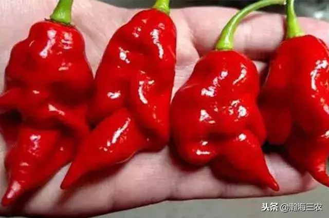 最值錢的12種辣椒,你認識幾種?"無限辣椒"是超辣辣椒