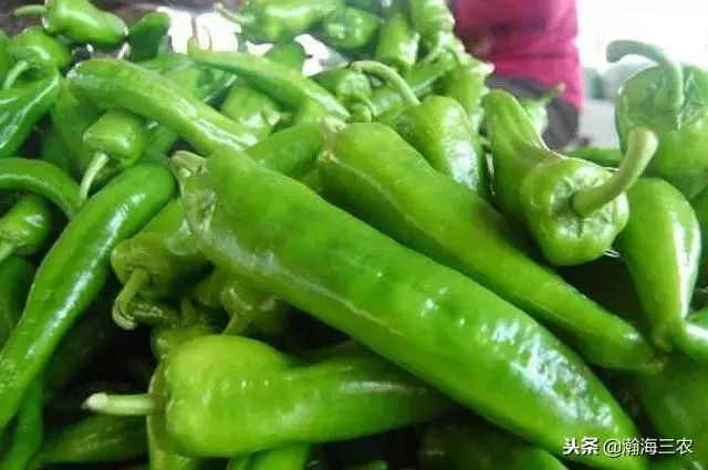 最值錢的12種辣椒,你認識幾種?"無限辣椒"是超辣辣椒