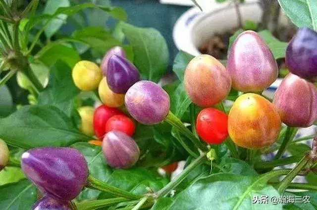 最值錢的12種辣椒,你認識幾種?"無限辣椒"是超辣辣椒