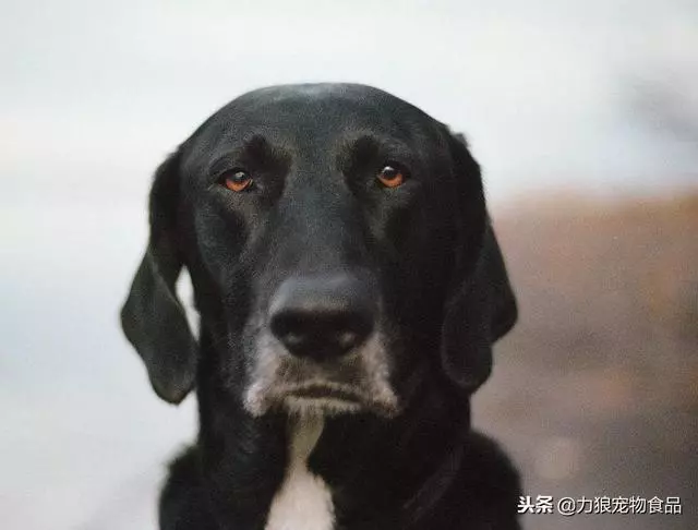 如果時間可以重來,我一定會看好我的狗狗,不會讓壞人傷害它