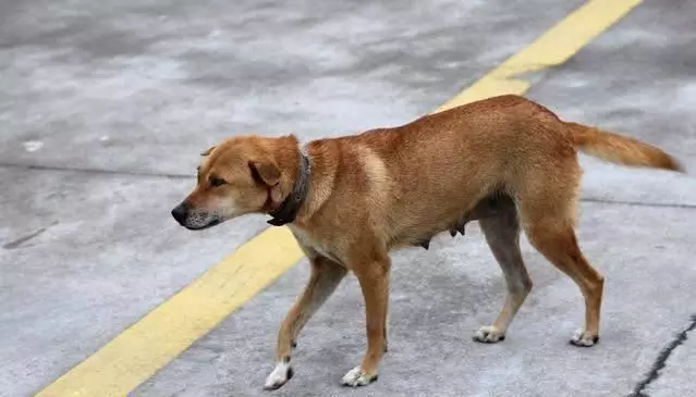 土狗遇火災時堅守家園,被救助後仍不忘舊主,最後終和主人團聚