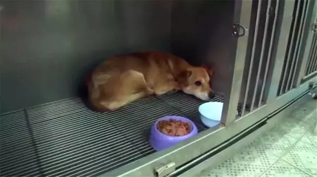 土狗遇火災時堅守家園,被救助後仍不忘舊主,最後終和主人團聚