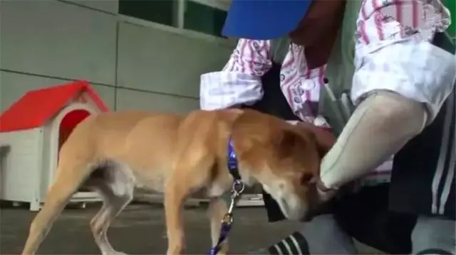 土狗遇火災時堅守家園,被救助後仍不忘舊主,最後終和主人團聚
