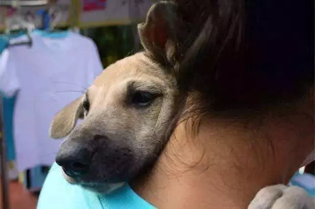 土狗遇火災時堅守家園,被救助後仍不忘舊主,最後終和主人團聚