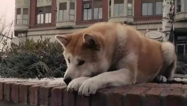 導盲犬在公園等主人歸來,卻不知爺爺早已病逝,奶奶在旁耐心陪伴