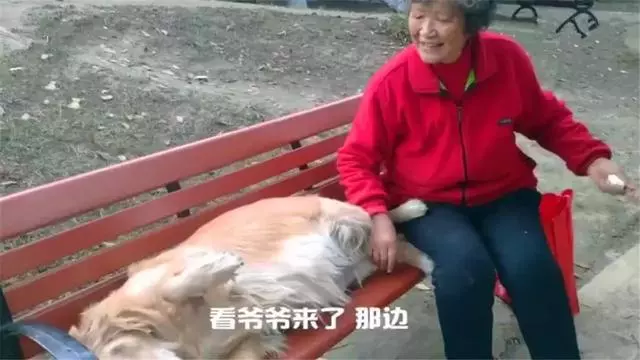 導盲犬在公園等主人歸來,卻不知爺爺早已病逝,奶奶在旁耐心陪伴